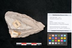 Foto (Objekt + Etikett) von Dictyopteris brongniarti Gutb. (NHMW-GEO-2024-0188-10954)